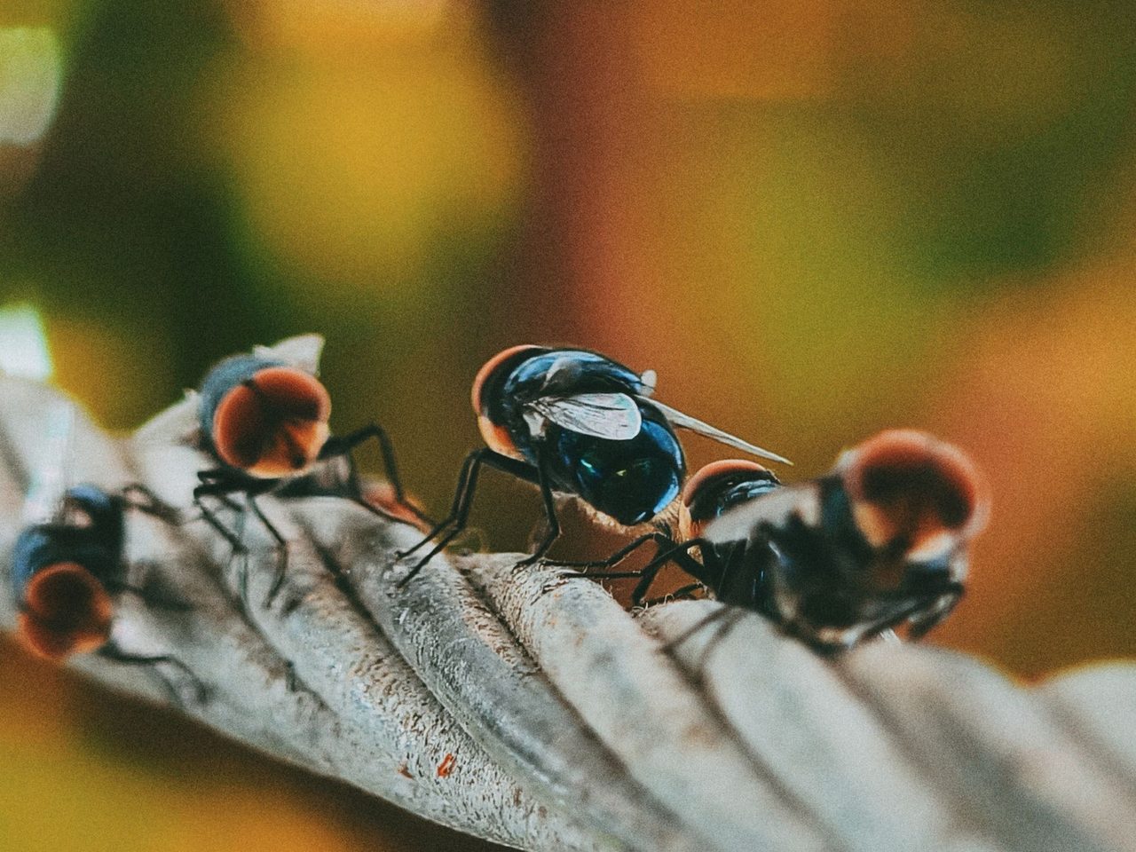 Local pest control you can count on