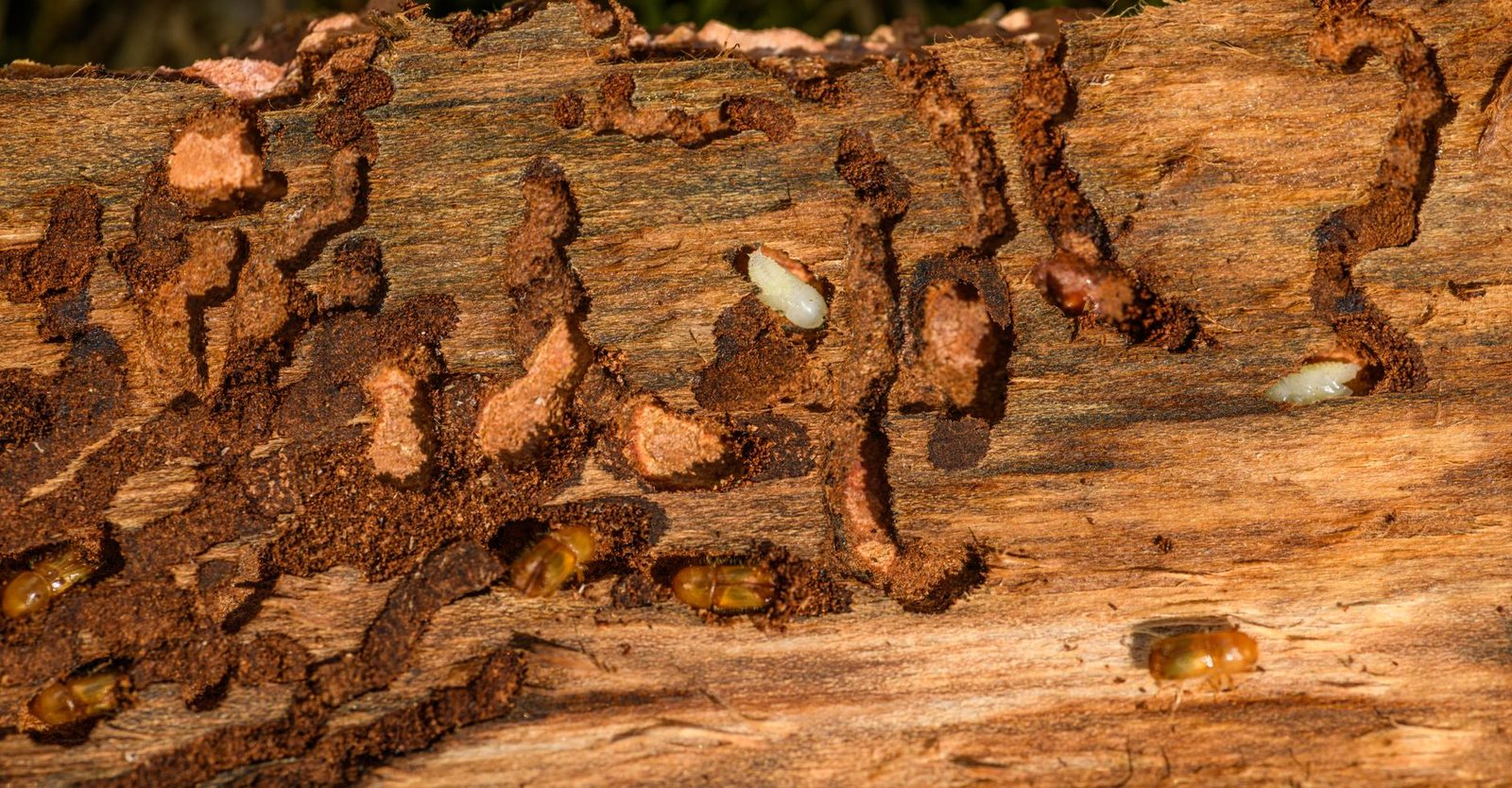 Invasive Pest Control