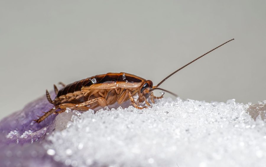 Our pest control in Long Beach 1