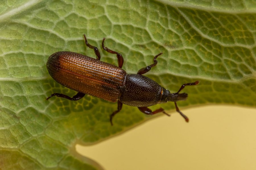 Our pest control in Long Beach 6