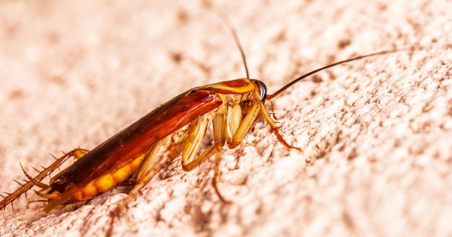 Our pest control in Long Beach 7