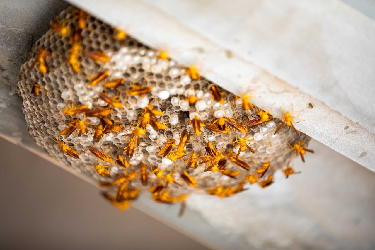 Why Long Beach chooses Invasive Pest Control